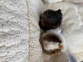 Rescue Abyssinian Guinea Pigs for Adoption in Walnut Grove, California - Chuck And Charlie | PetCurious